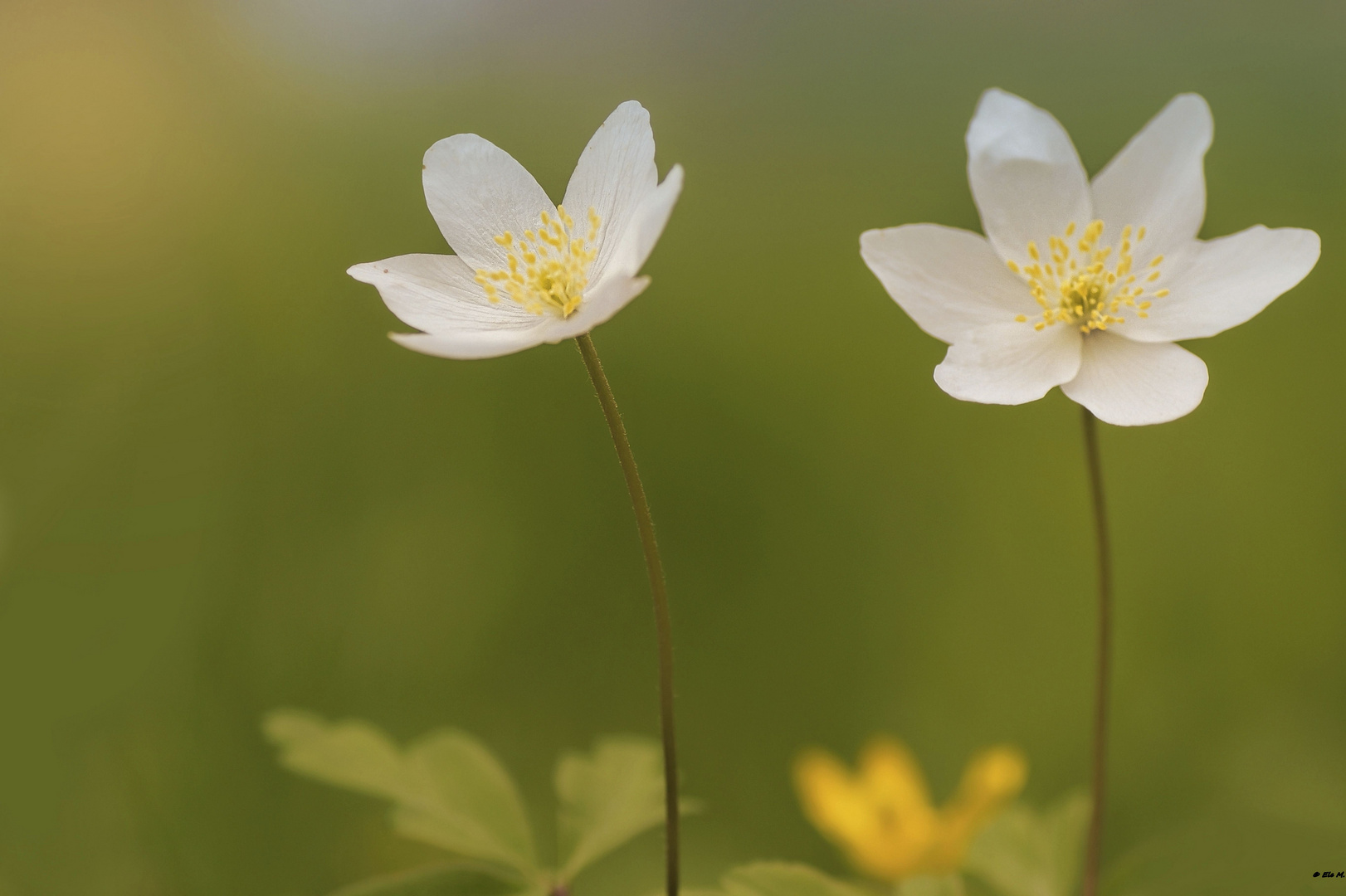 Mein Mittwochsblümchen  am 21.04.2021