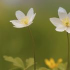 Mein Mittwochsblümchen  am 21.04.2021