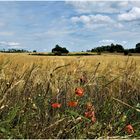 Mein Mittwochsblümchen am Feldrand