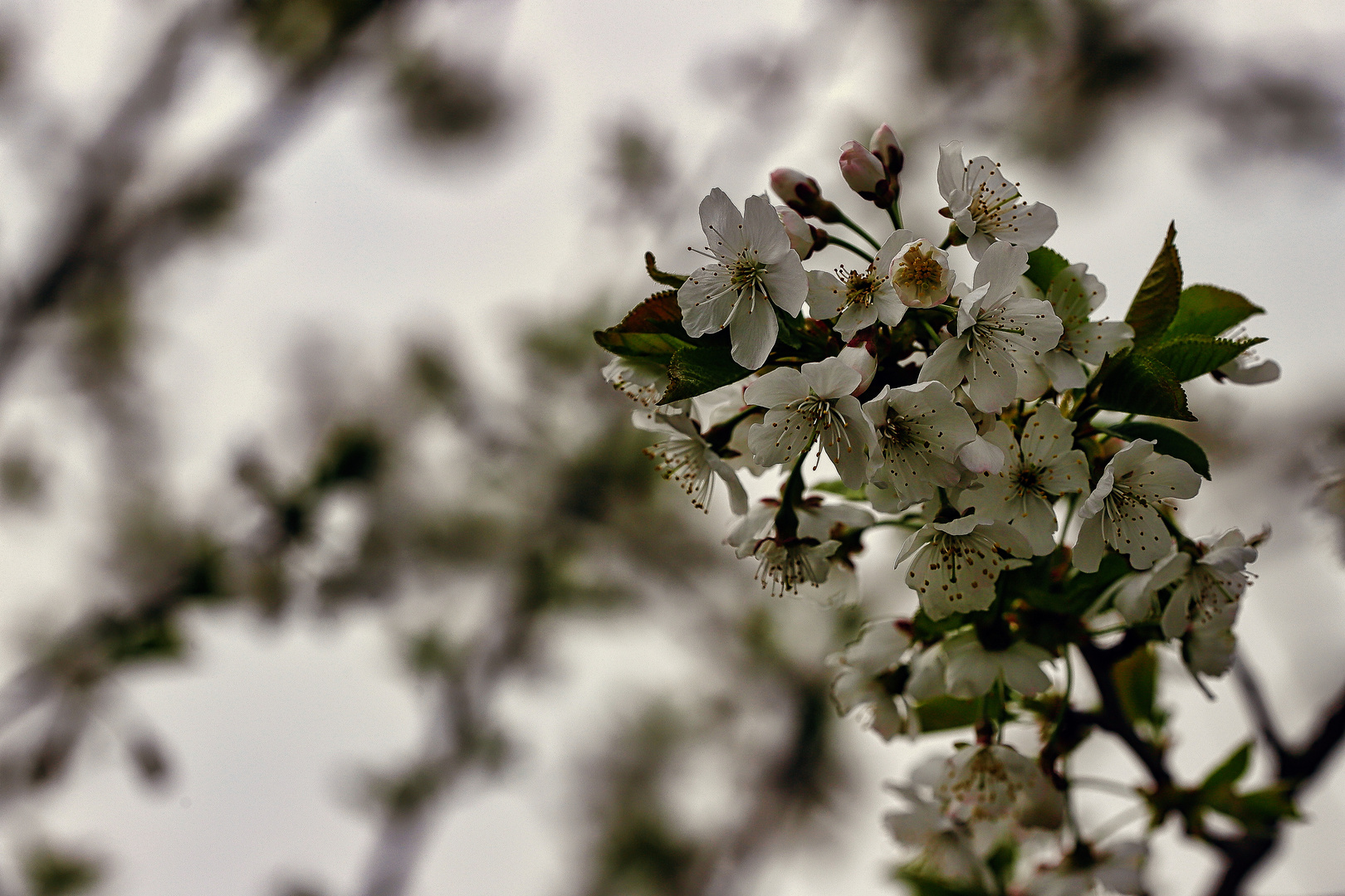 Mein "Mittwochsblümchen" - Apfelblüten