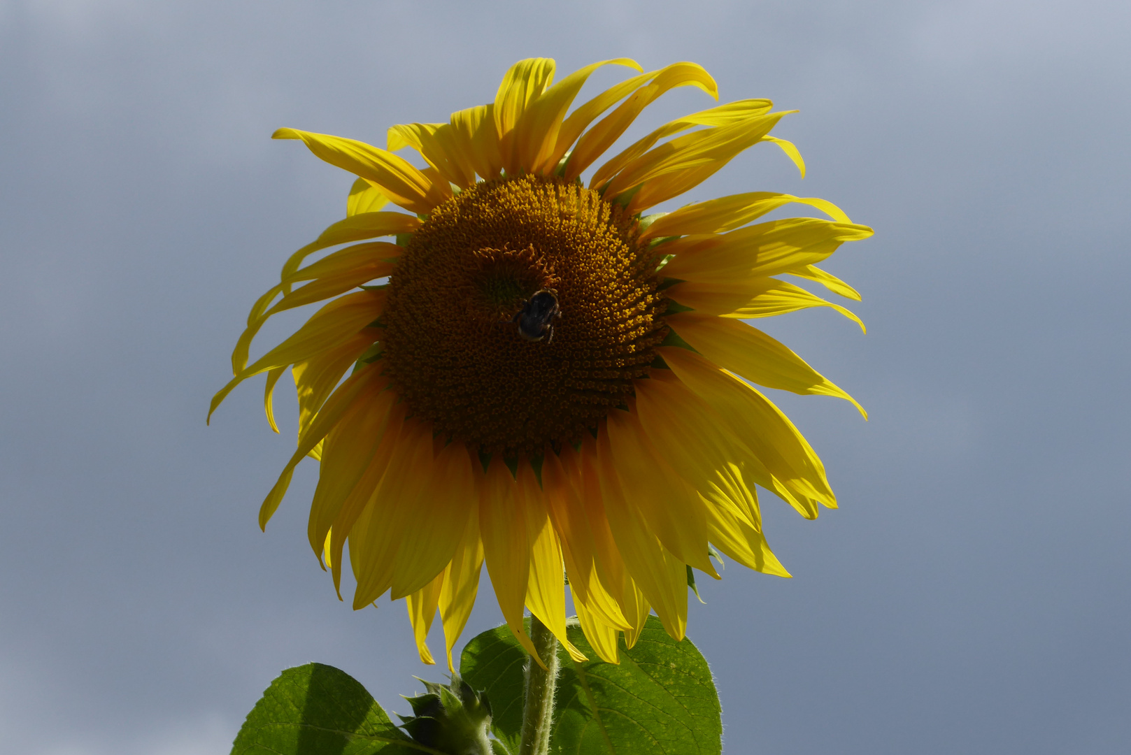 Mein Mittwochsblümchen aus dem Garten für den 10. August