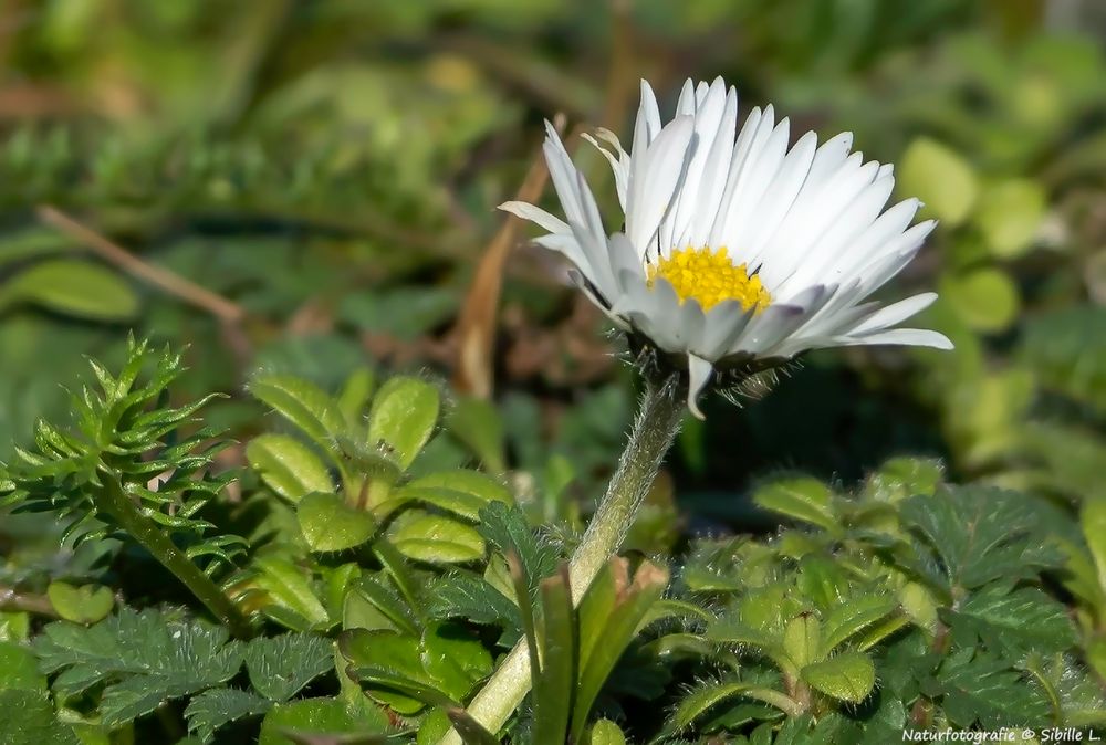 Mein Mittwochsblümchen