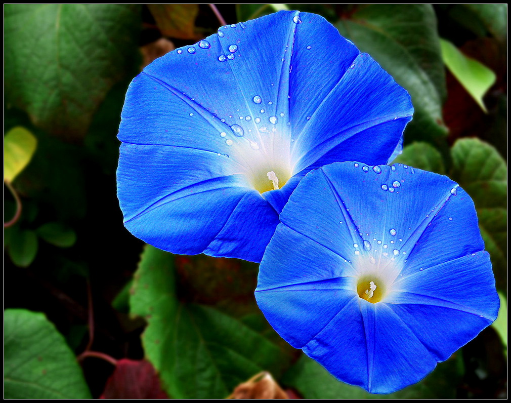 Mein Mittwochsblümchen- blaue Trichterwinde