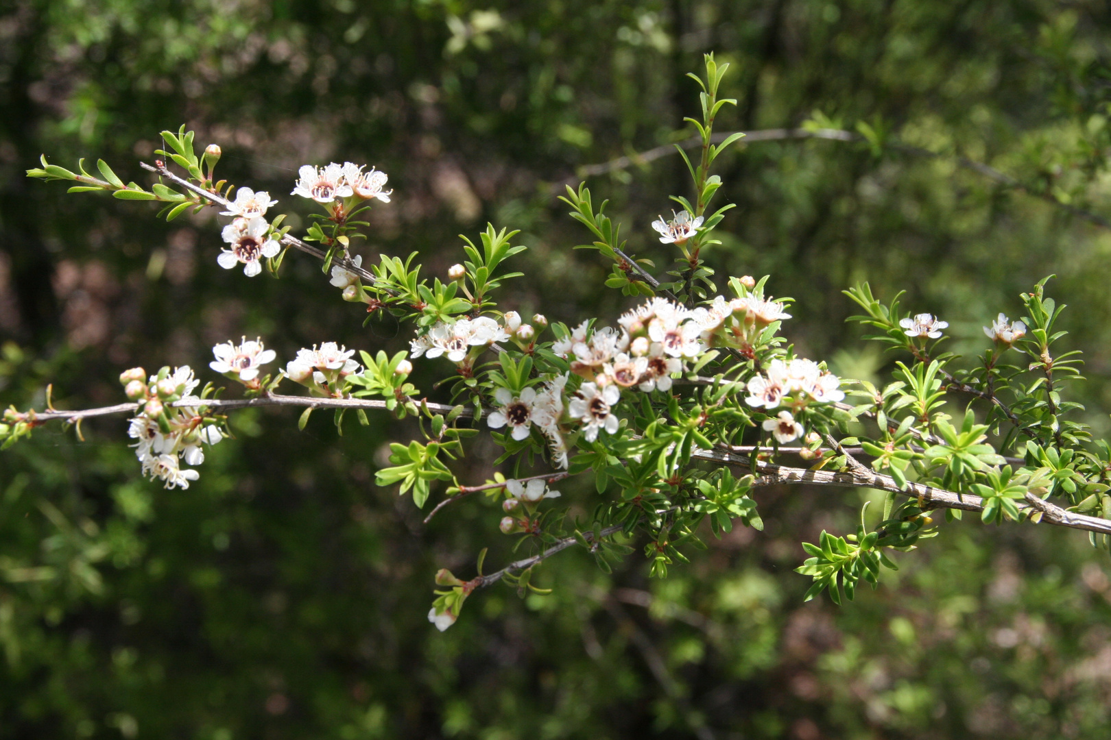 Mein Mittwochsblümchen: Blüten des Teebaumstrauches.