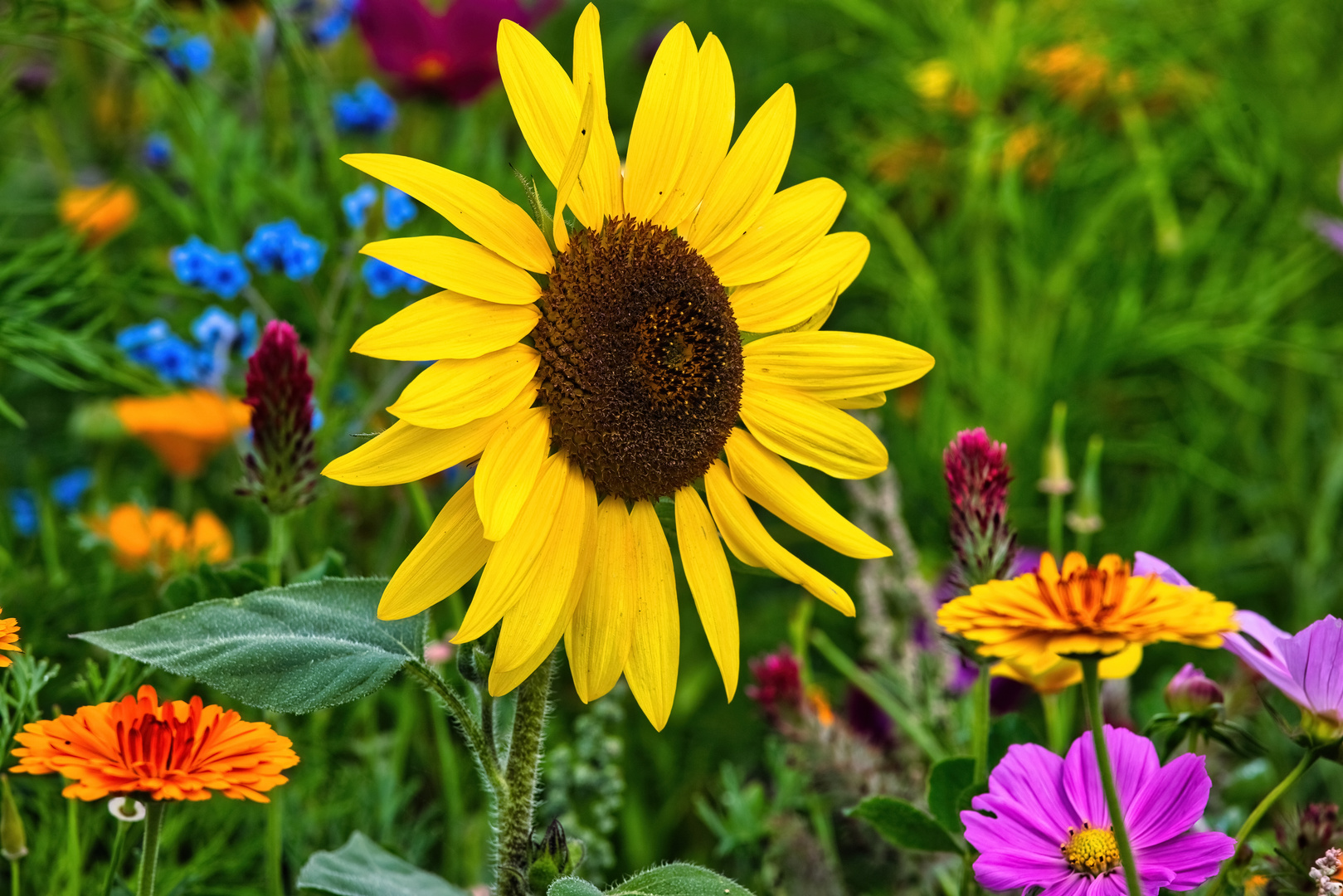 Mein Mittwochsblümchen -  Blumenwiese mit Sonnenblume 