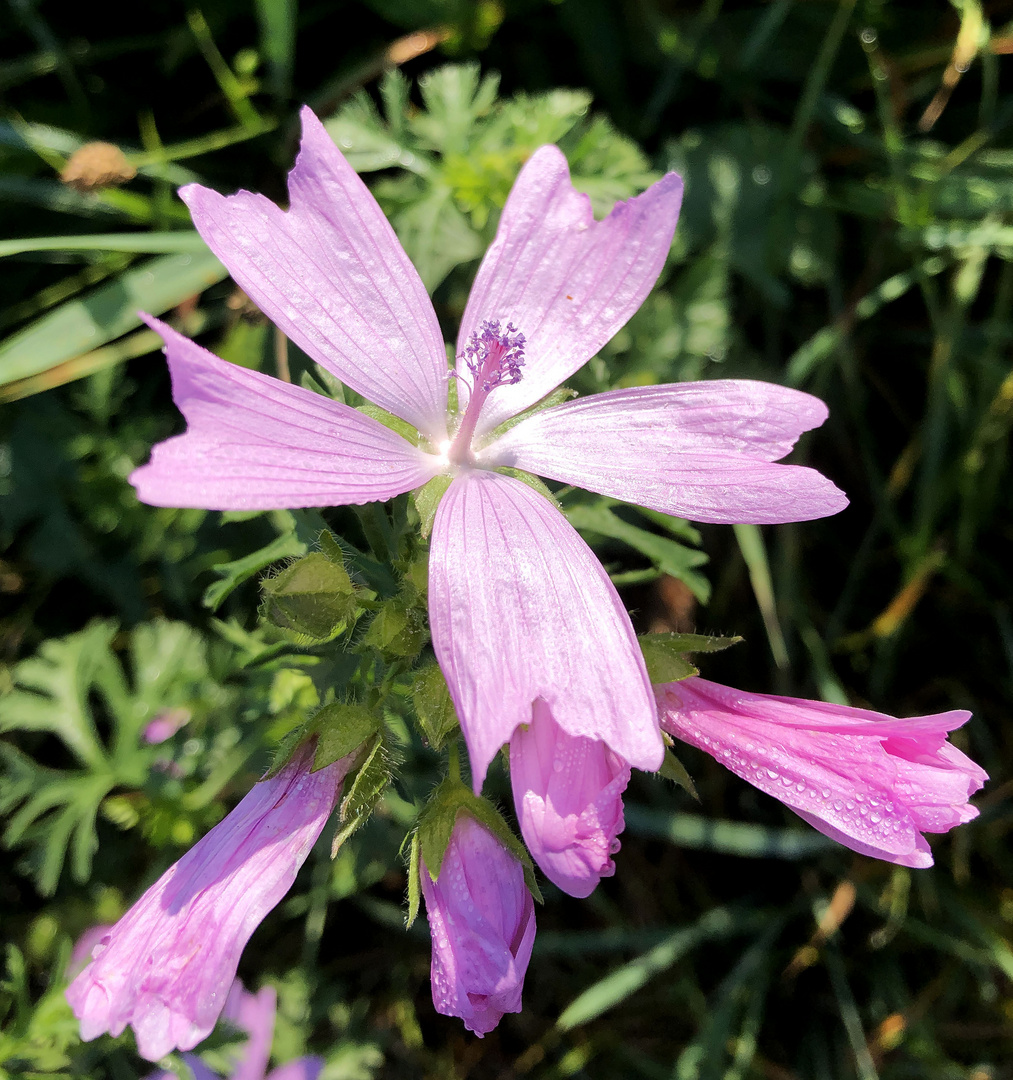 Mein Mittwochsblümchen.