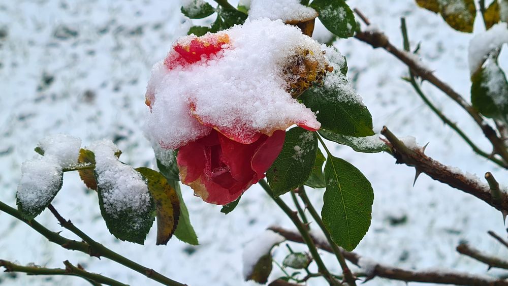 Mein Mittwochsblümchen**