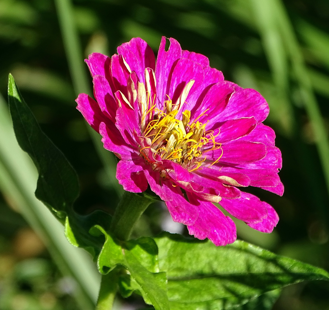 Mein Mittwochsblümchen