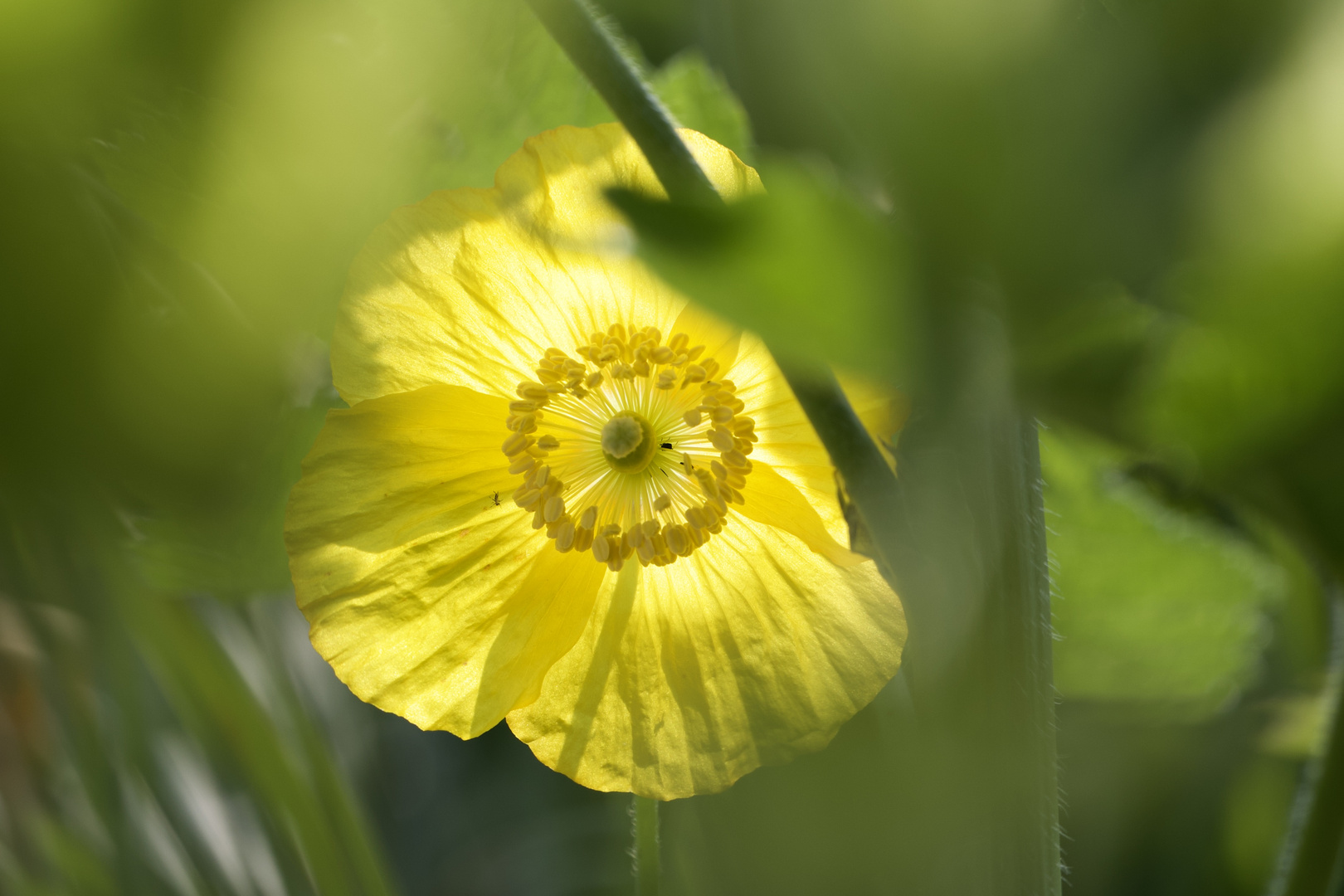 mein Mittwochsblümchen