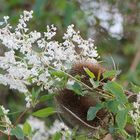 Mein Mittwochsblümchen - der Knöterich