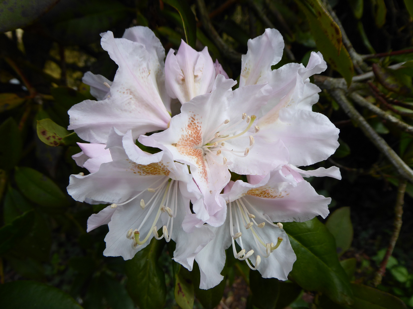 Mein Mittwochsblümchen - die ersten Rhododendronblüten