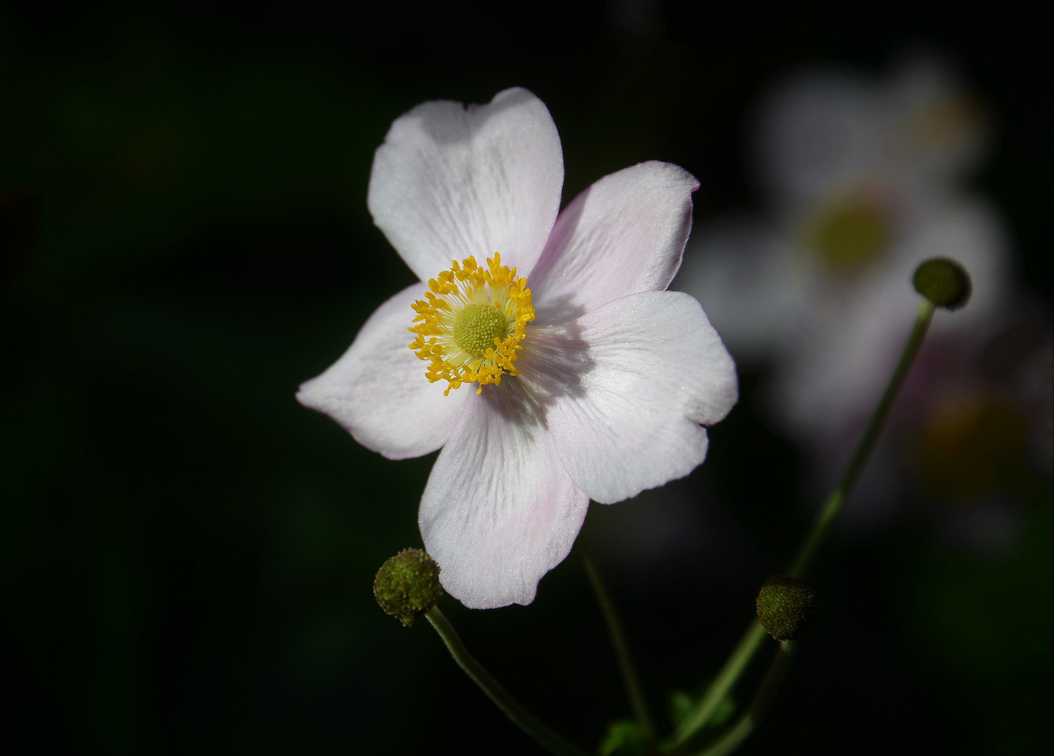 Mein Mittwochsblümchen, die Herbstanemone