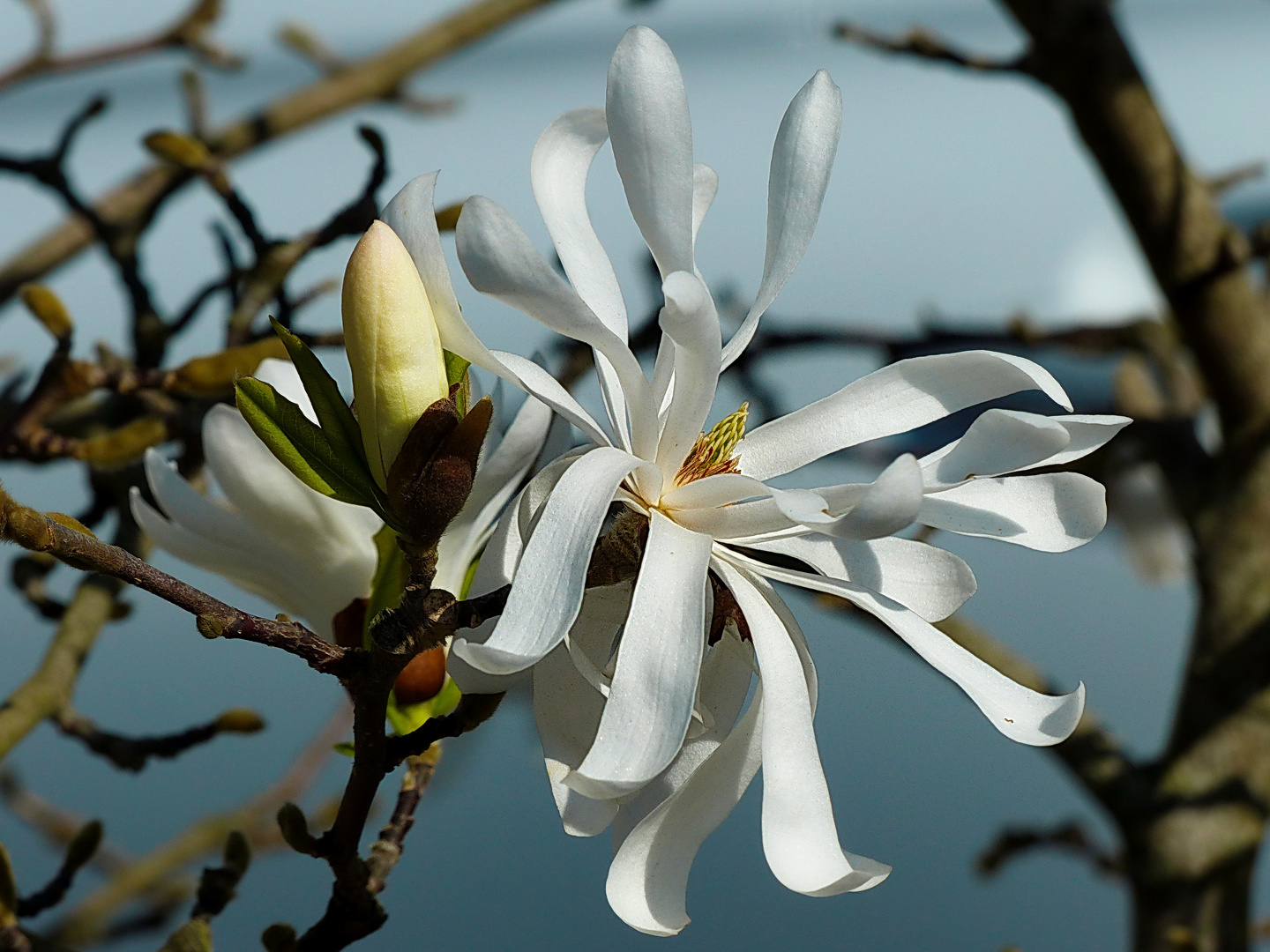 Mein Mittwochsblümchen die Sternmagnolie