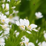 Mein Mittwochsblümchen - die Sternmiere 