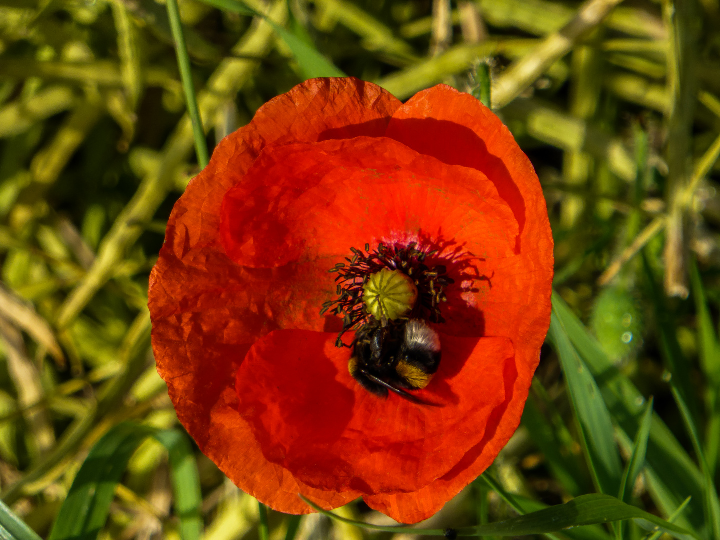 Mein Mittwochsblümchen......