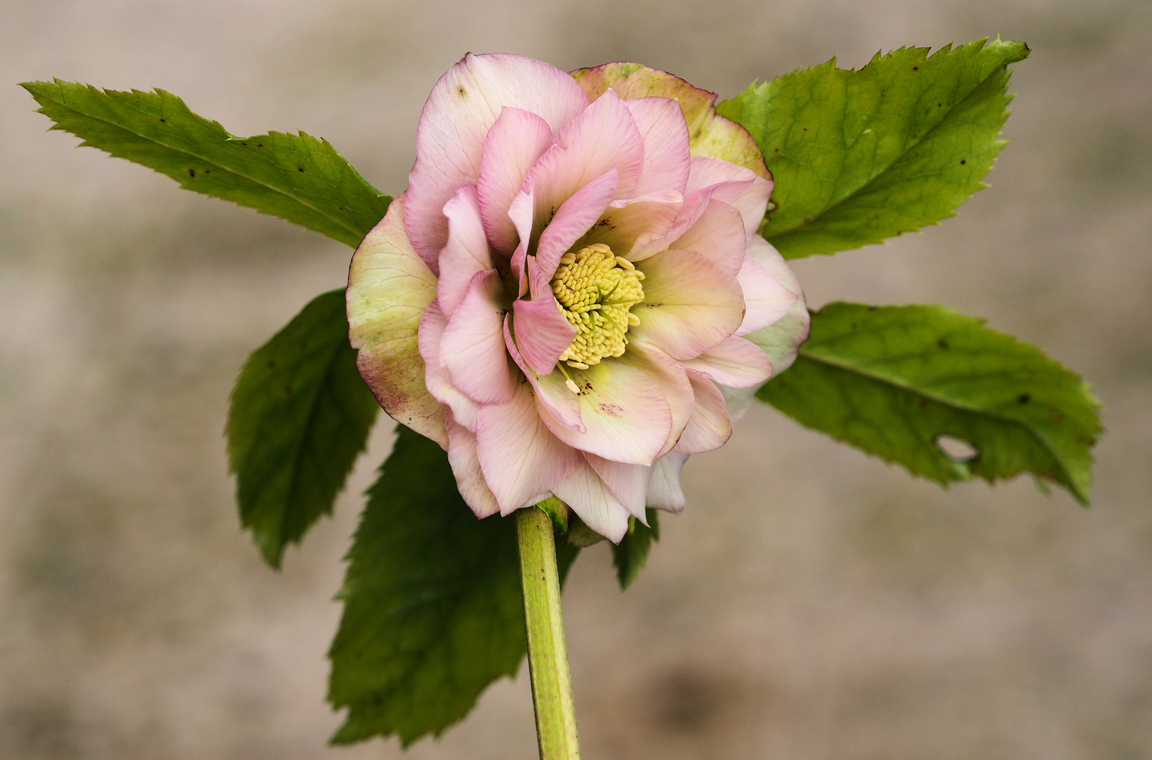 Mein Mittwochsblümchen….