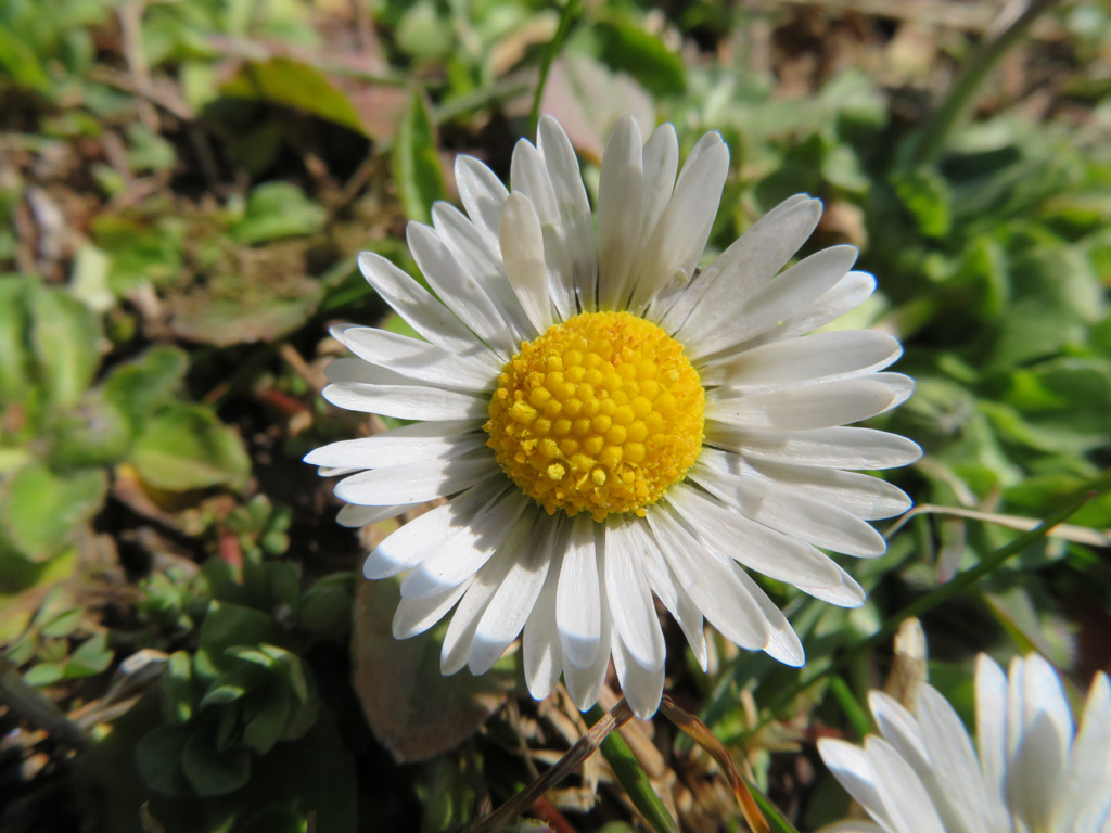  Mein Mittwochsblümchen, ein Gänseblümchen