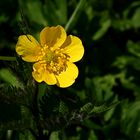 Mein Mittwochsblümchen: Ein Scharfer Hahnenfuß (Ranunculus acris) ...