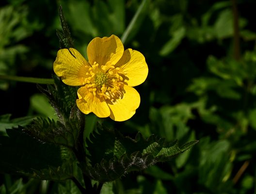 Mein Mittwochsblümchen: Ein Scharfer Hahnenfuß (Ranunculus acris) ...