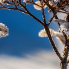 … Mein Mittwochsblümchen … ein Wintergeschenk …