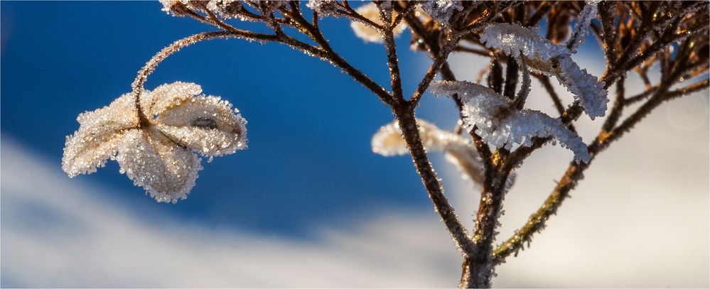 … Mein Mittwochsblümchen … ein Wintergeschenk …