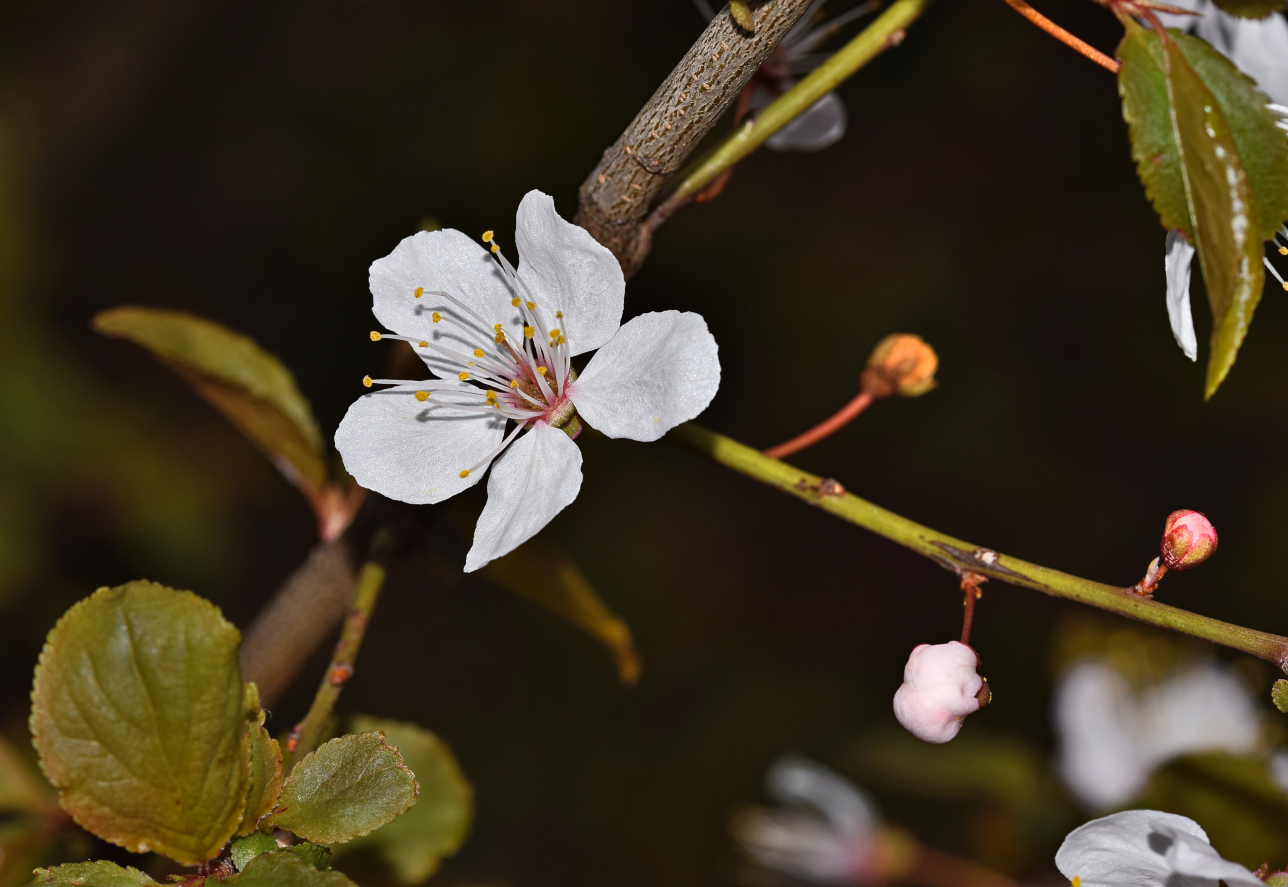 Mein Mittwochsblümchen, eine Kirschblüte