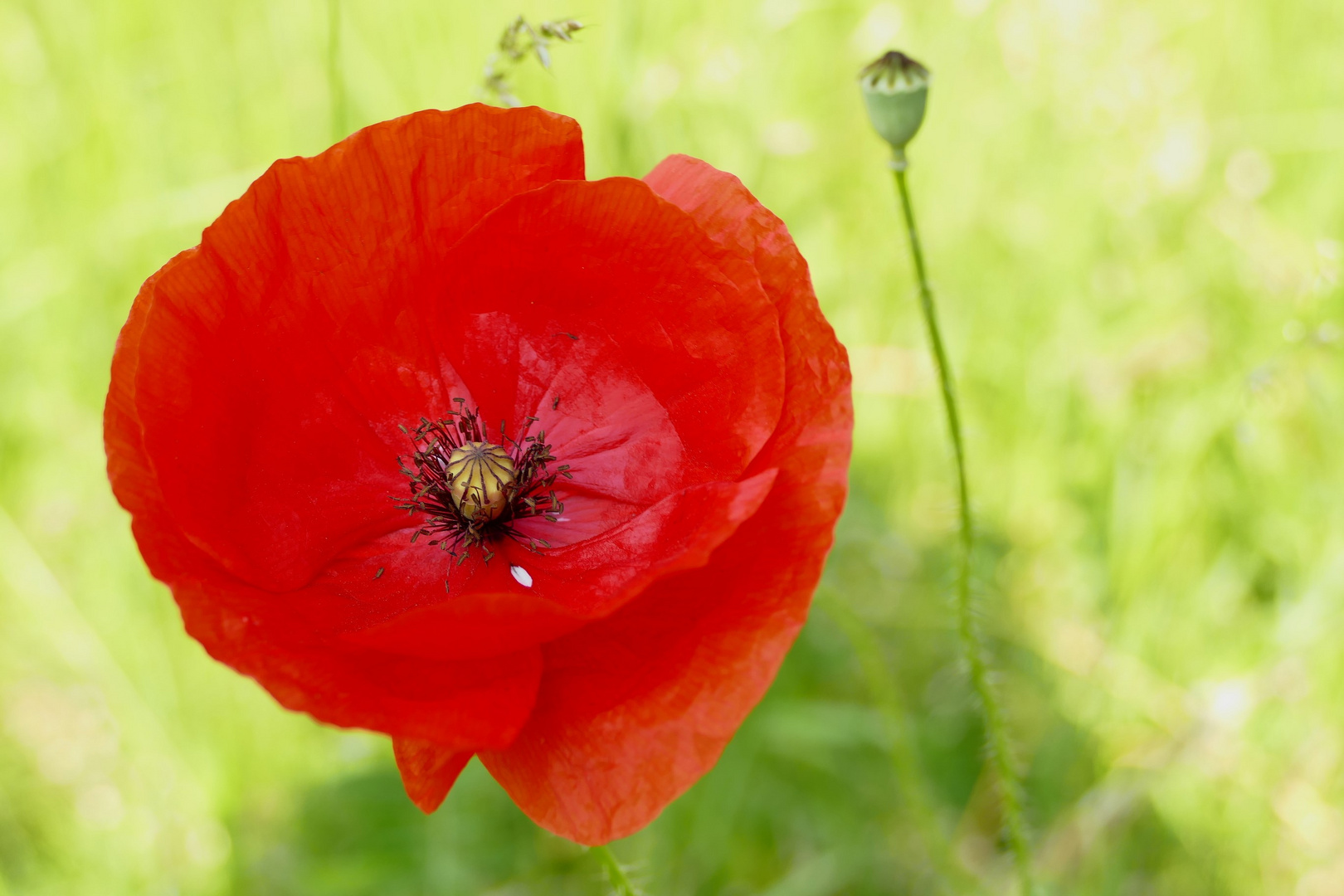 Mein Mittwochsblümchen - eine Mohnblume