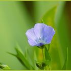 Mein Mittwochsblümchen, er blüht so fein, der blaue Lein