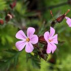 Mein Mittwochsblümchen…