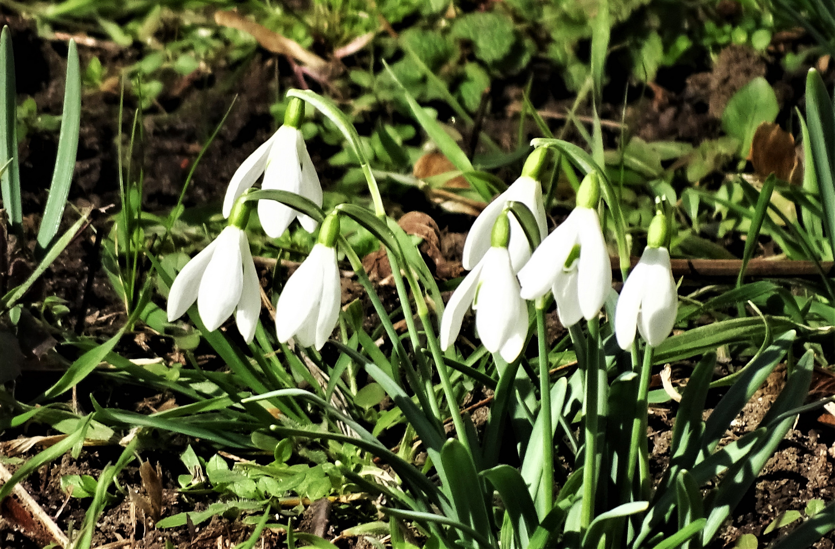 mein Mittwochsblümchen