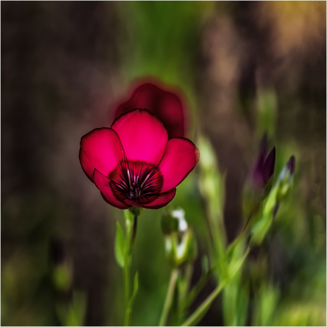 Mein Mittwochsblümchen