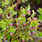 Mein Mittwochsblümchen für das z.Zt. grau-in-grau herrschende Wetter …