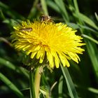 Mein Mittwochsblümchen für morgen...