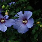 Mein Mittwochsblümchen - Hibiskus 