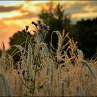 ... Mein Mittwochsblümchen im Spätsommerlicht ...