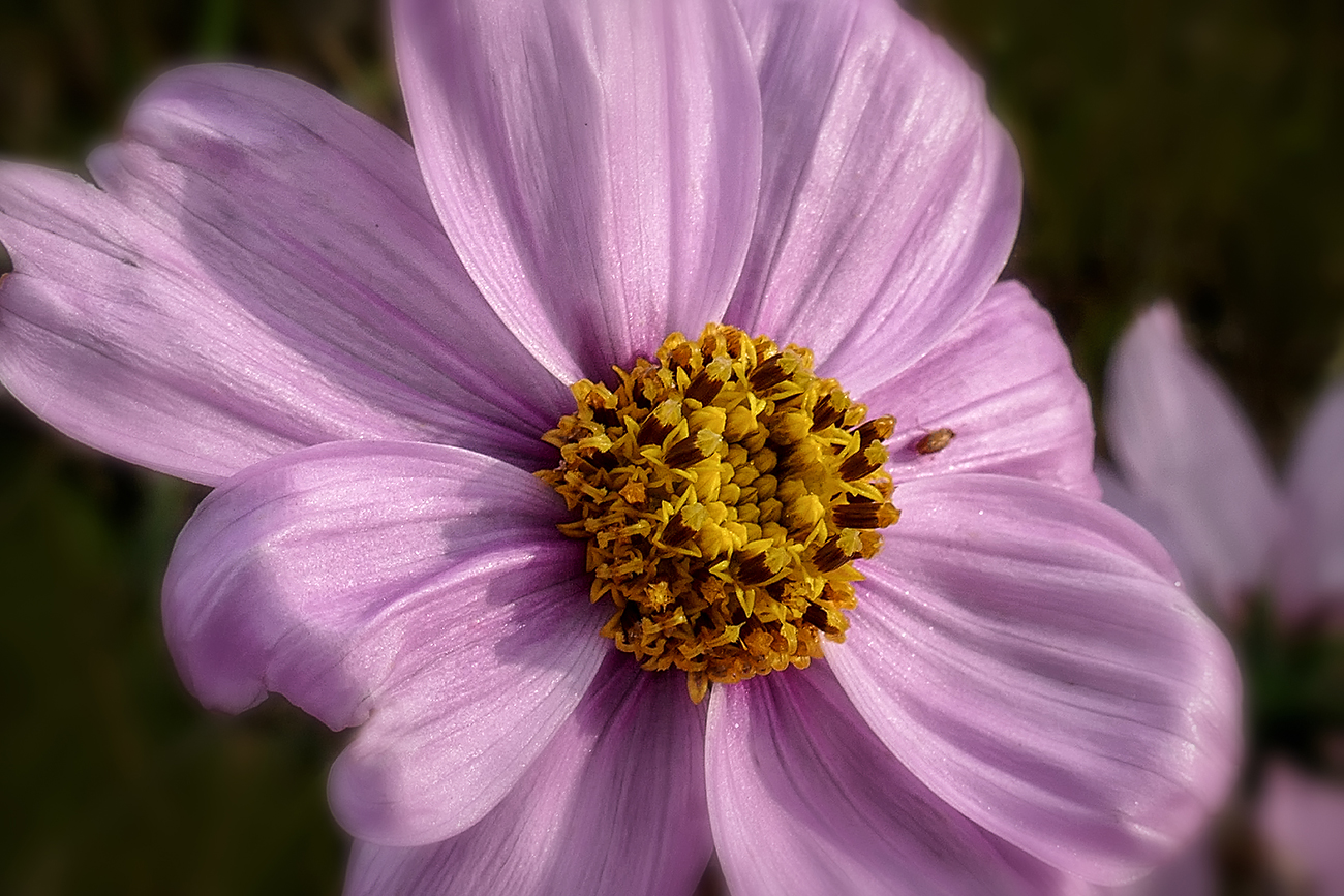 Mein Mittwochsblümchen in Farbe