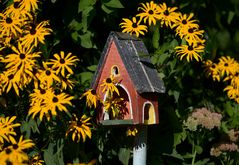 Mein "Mittwochsblümchen" ist der Sonnenhut, er begleitet uns in den Herbst....