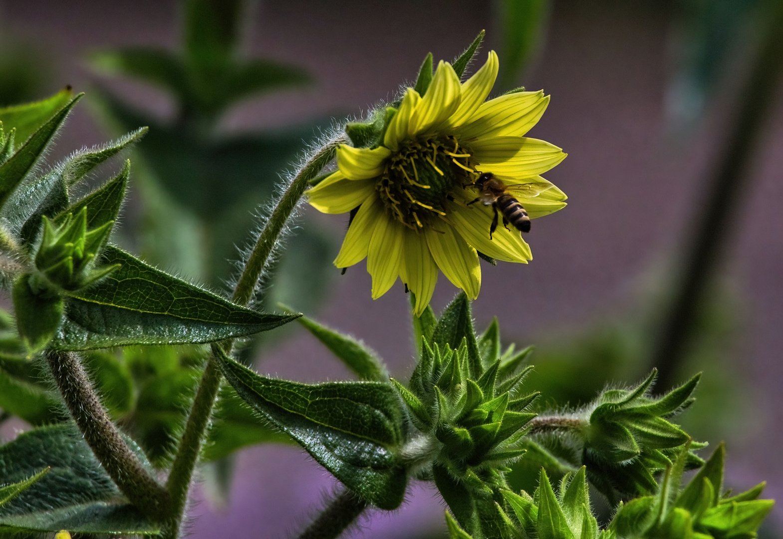 Mein Mittwochsblümchen - ist eine kleine Sonnenblume mit Gast...