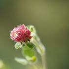 mein Mittwochsblümchen, klein und unscheinbar