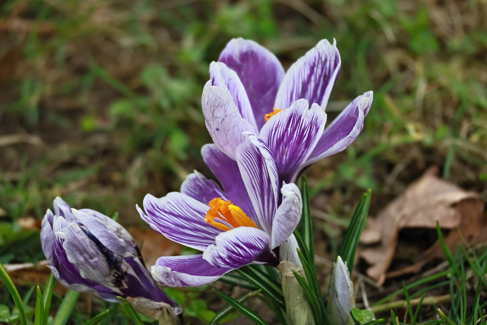 Mein Mittwochsblümchen -  Krokusse Lila/Weiß...