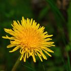 Mein Mittwochsblümchen - Löwenzahn-Blüte 