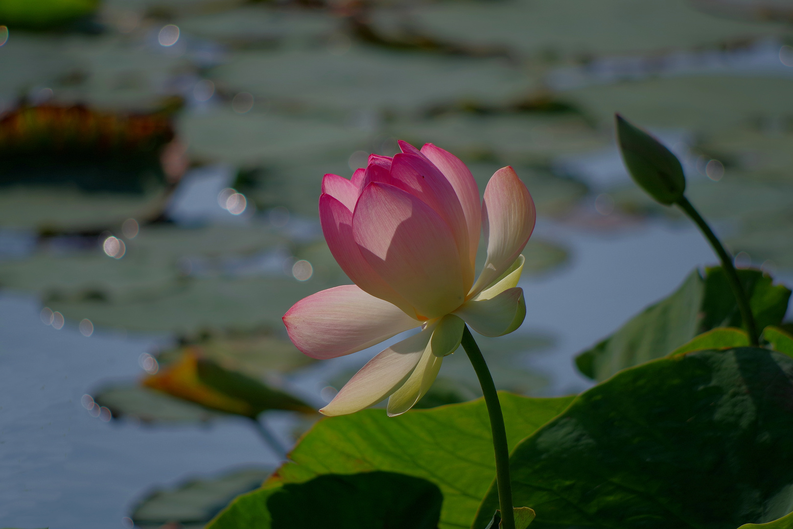 mein Mittwochsblümchen - Lotusblüte