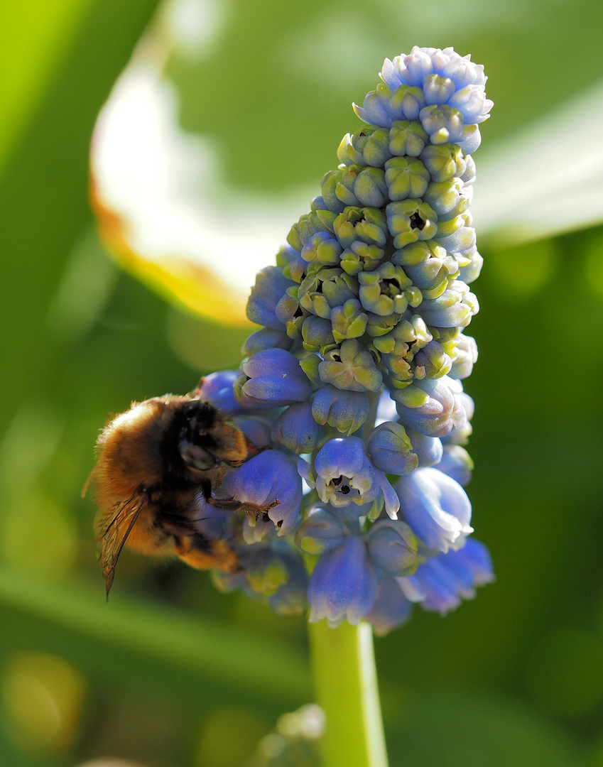 Mein Mittwochsblümchen mit Anhang…