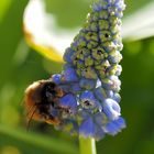 Mein Mittwochsblümchen mit Anhang…