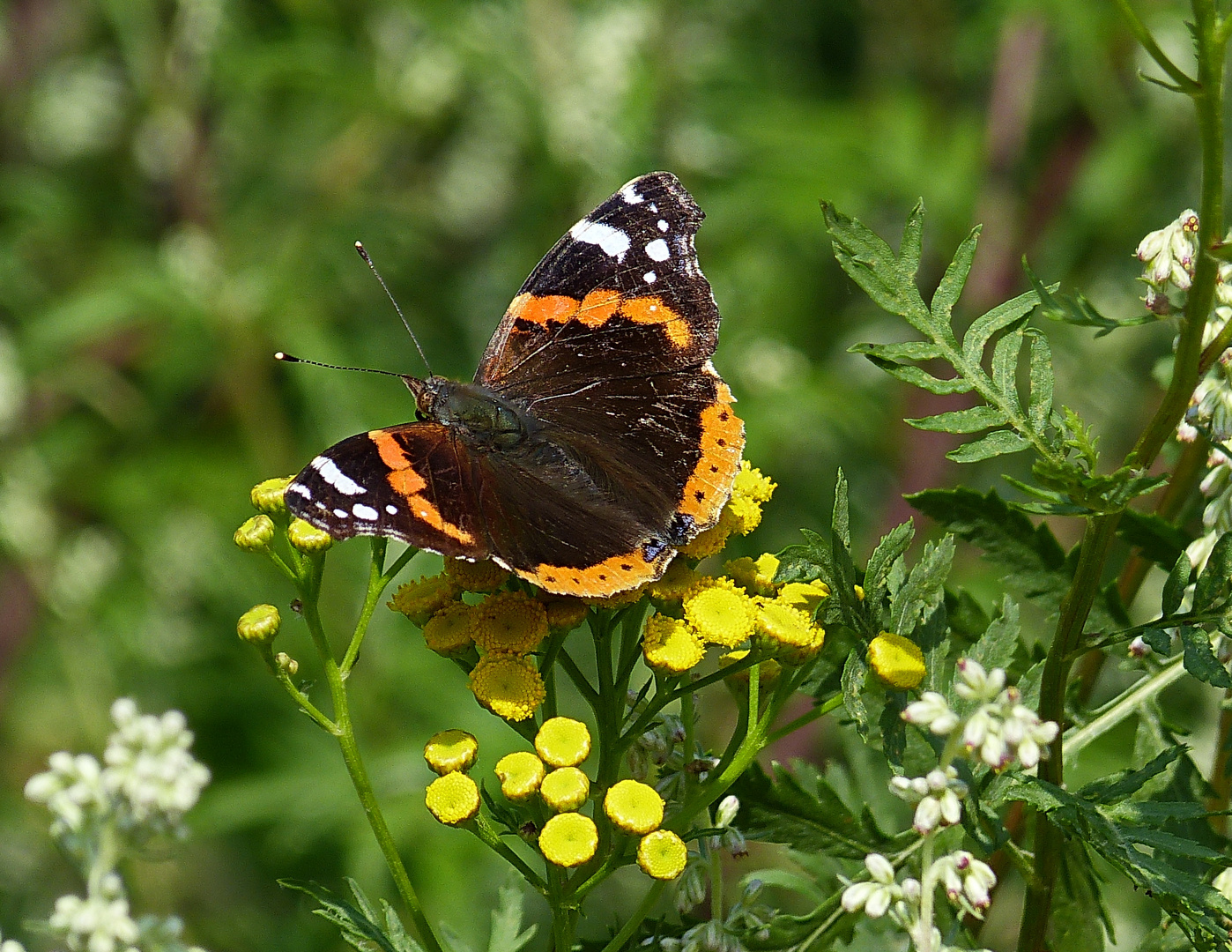 Mein Mittwochsblümchen   mit Besuch 