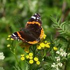 Mein Mittwochsblümchen   mit Besuch 