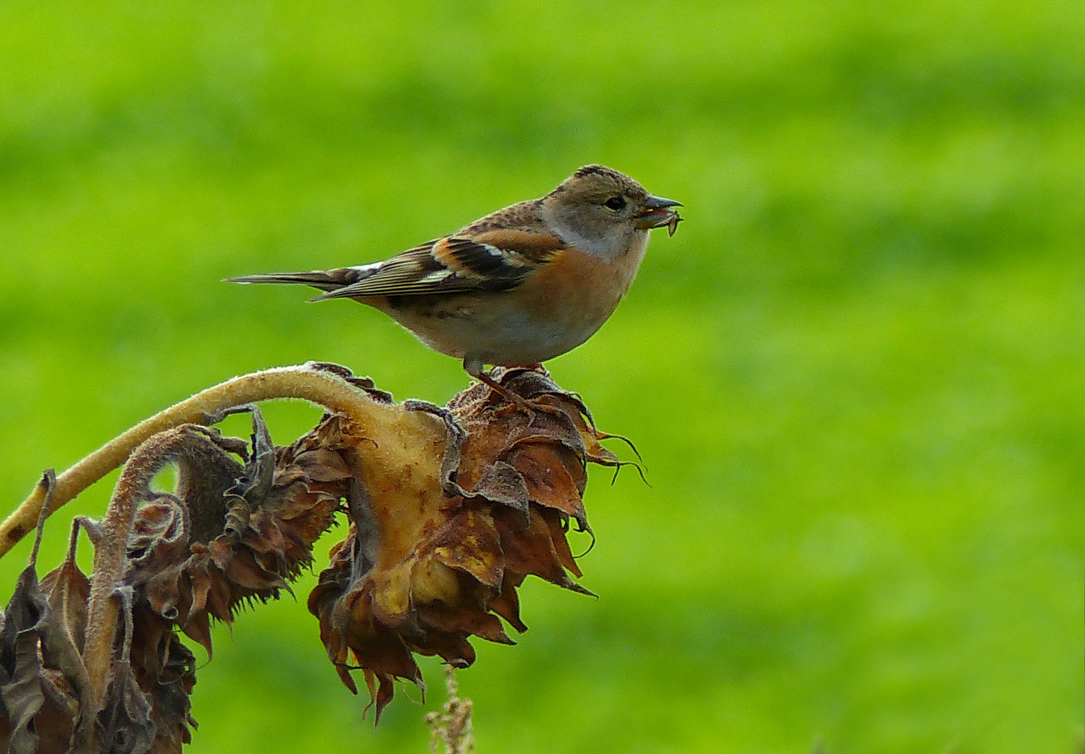 Mein Mittwochsblümchen mit Besuch 