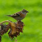 Mein Mittwochsblümchen mit Besuch 