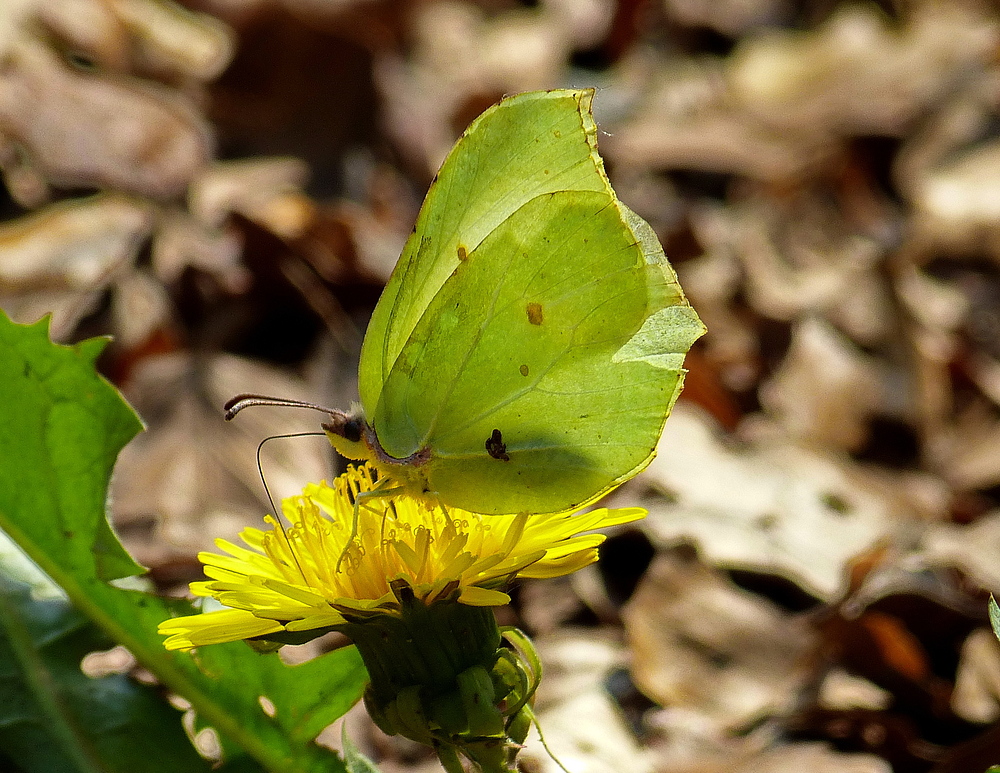 Mein Mittwochsblümchen mit Besuch