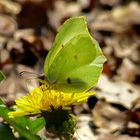 Mein Mittwochsblümchen mit Besuch